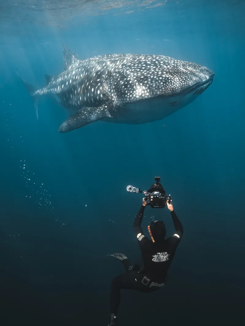 Fotógrafo documentando un tiburón ballena bajo el agua