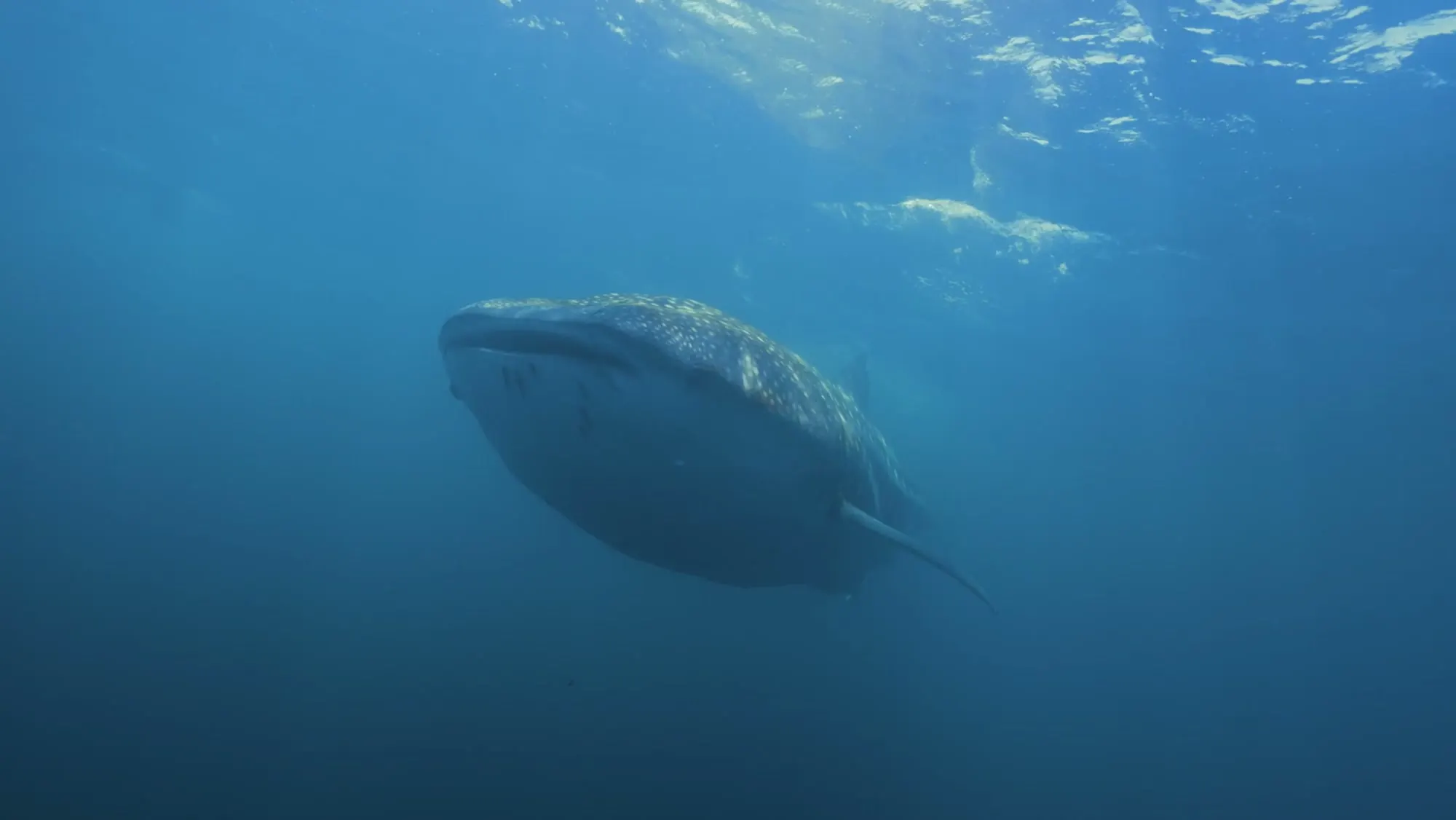 Tiburón ballena en las aguas de Isla Cerralvo